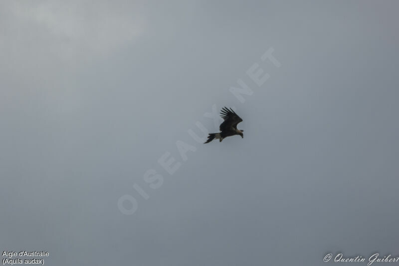 Aigle d'Australie, Vol, pêche/chasse