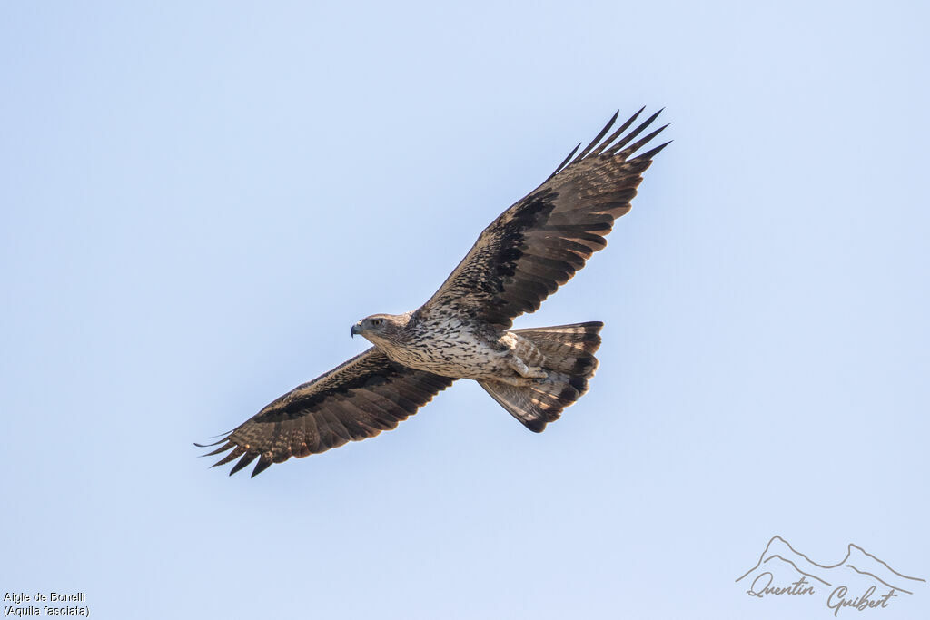 Aigle de Bonelliadulte, identification, Vol