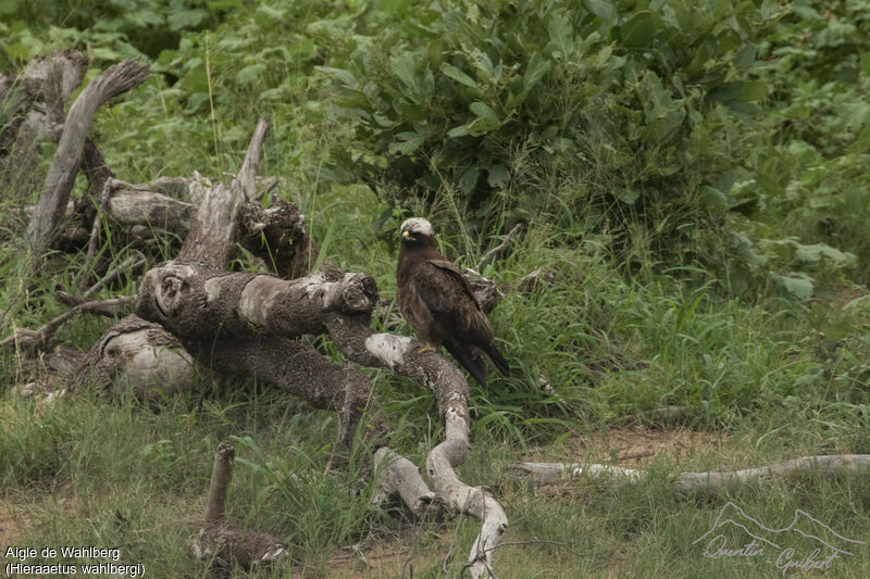 Wahlberg's Eagle