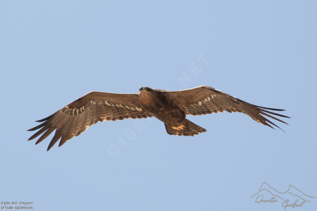 Aigle des steppes