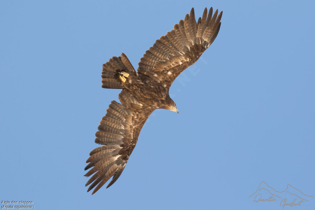 Steppe Eagle