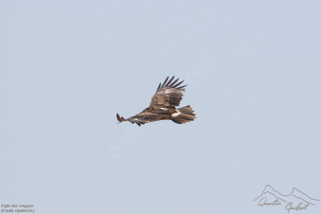 Aigle des steppes