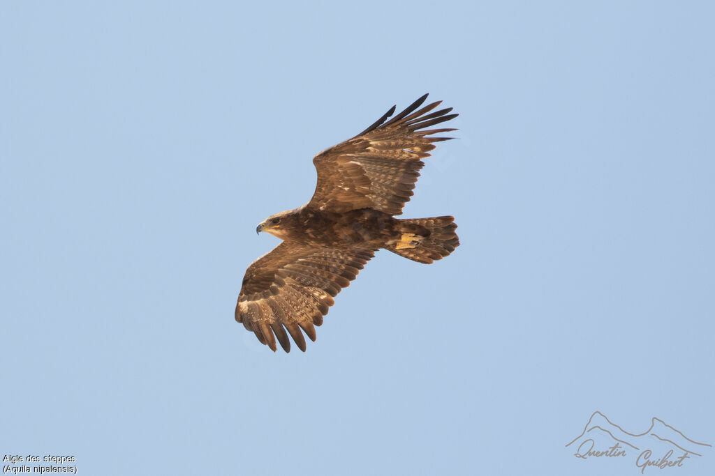 Aigle des steppes