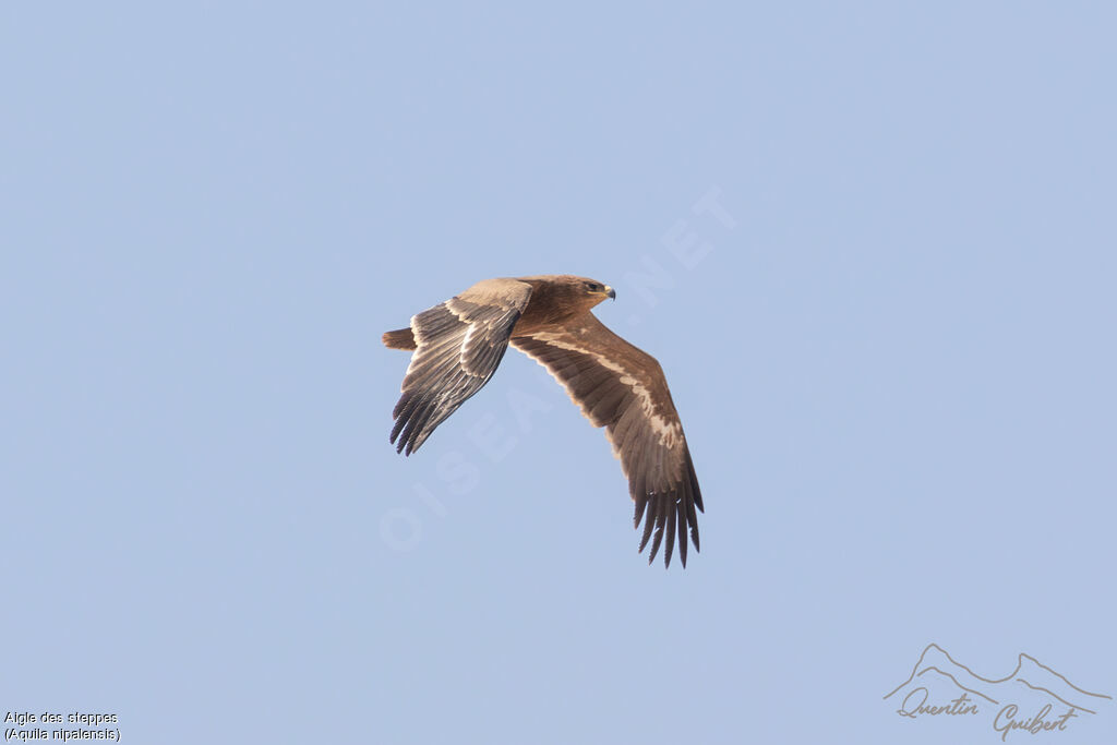 Aigle des steppes1ère année, identification, Vol