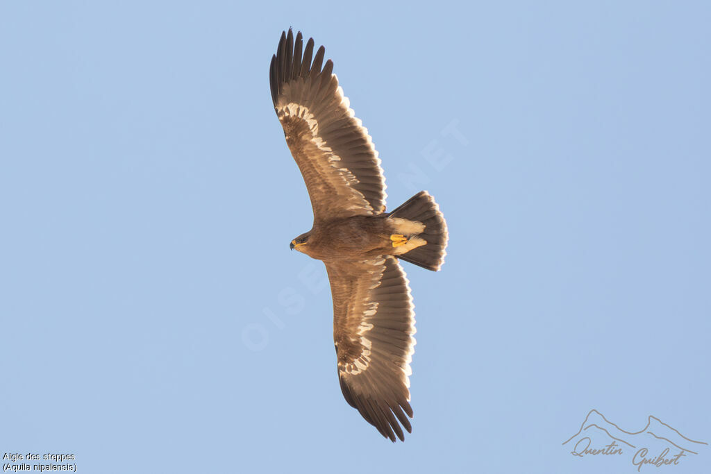 Aigle des steppes1ère année, identification, Vol