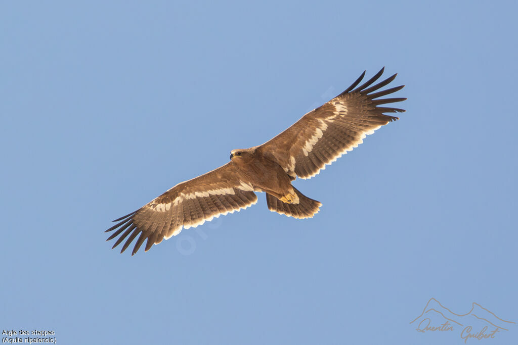 Steppe Eagle