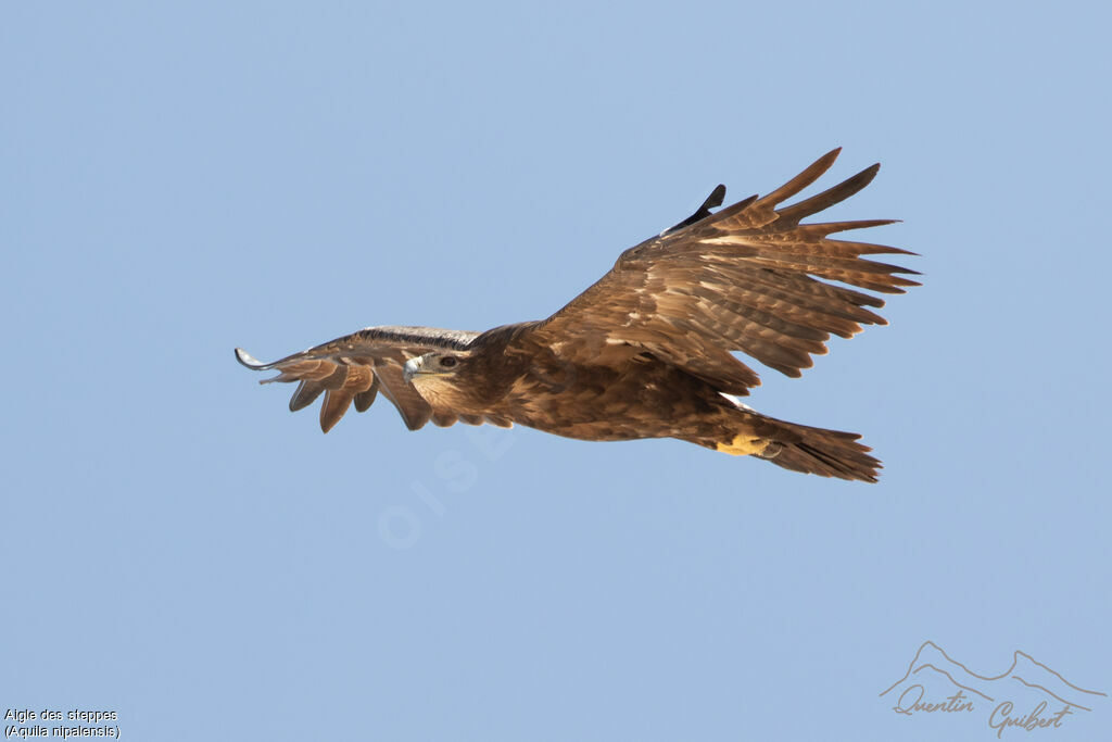 Steppe Eagle