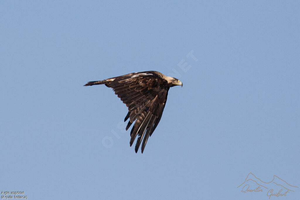 Aigle impérialadulte, Vol