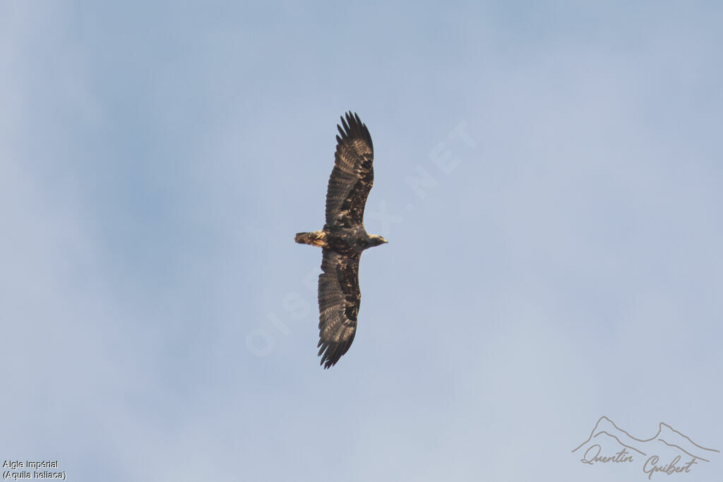 Aigle impérialadulte, identification, Vol