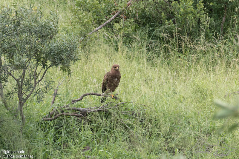 Lesser Spotted Eagle