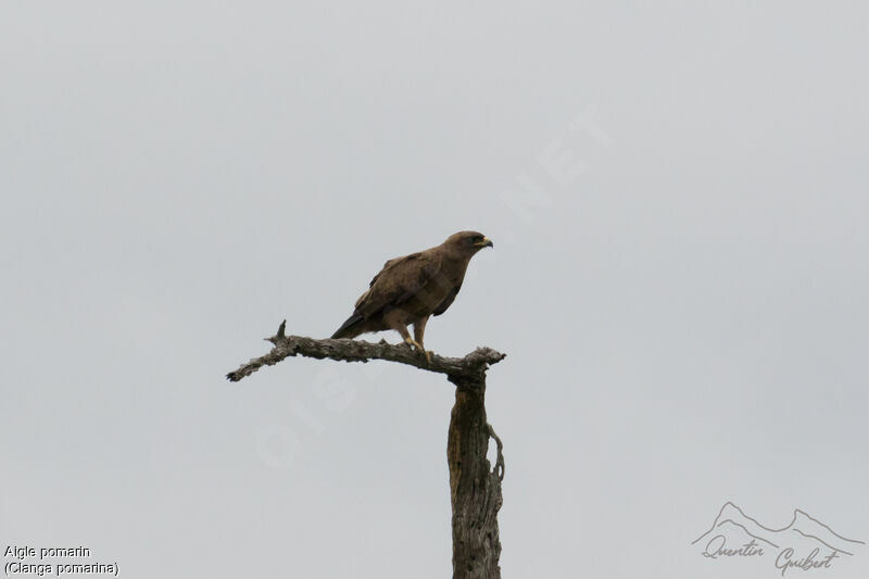 Lesser Spotted Eagle