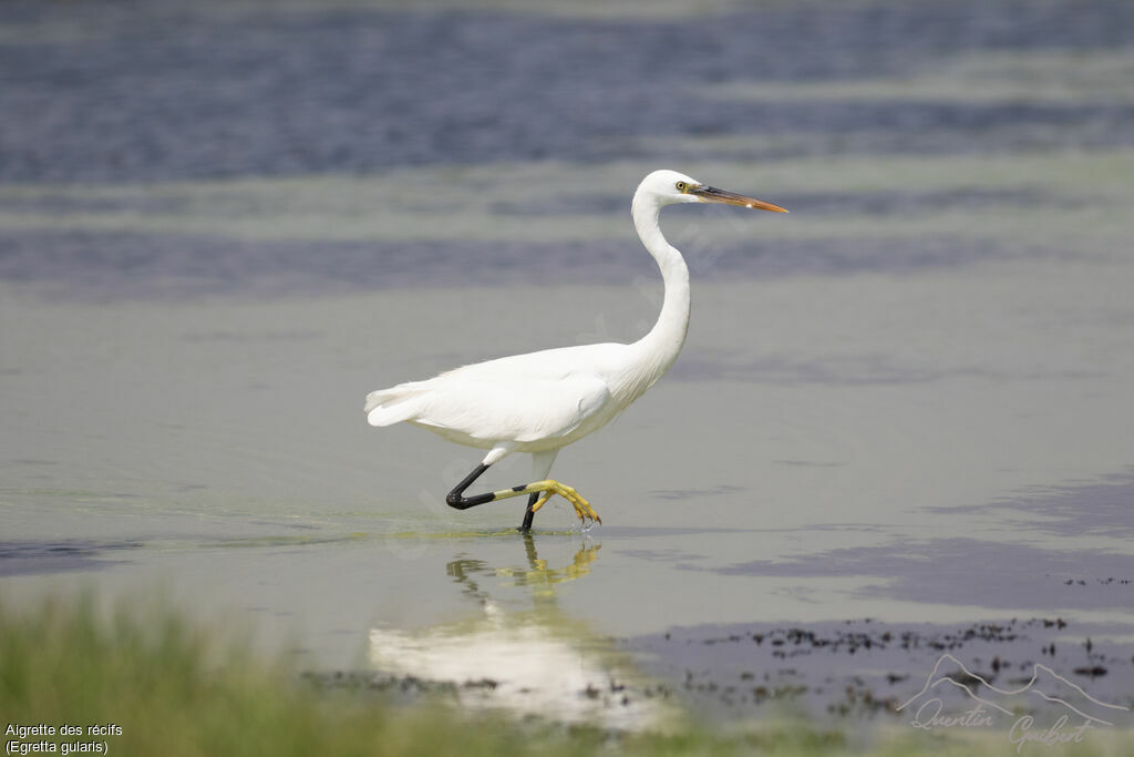 Aigrette des récifsadulte, identification, marche