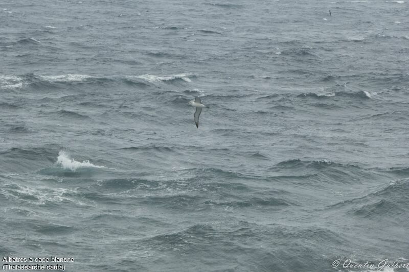 Albatros à cape blanche, Vol