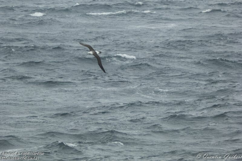 Albatros à cape blanche, Vol