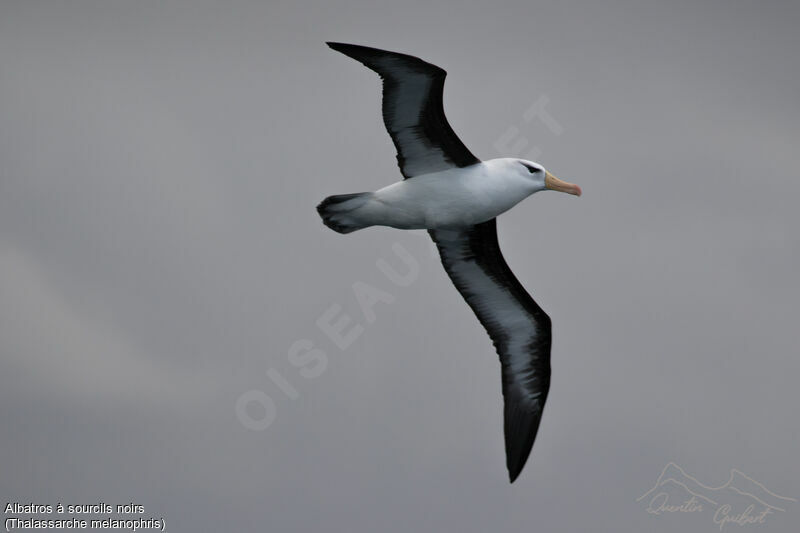 Black-browed Albatross