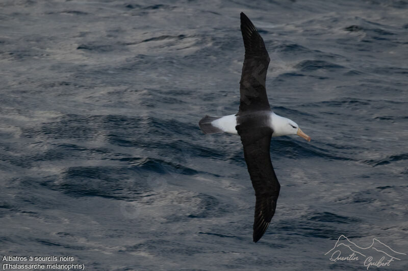 Albatros à sourcils noirs