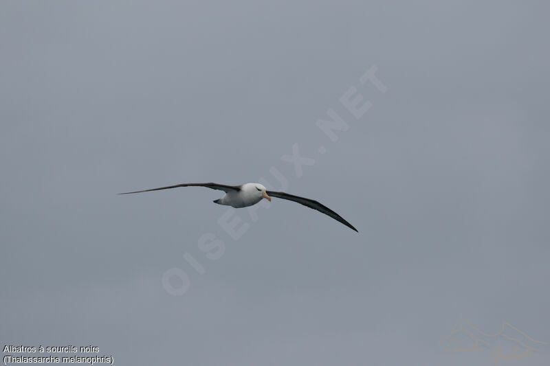 Black-browed Albatross