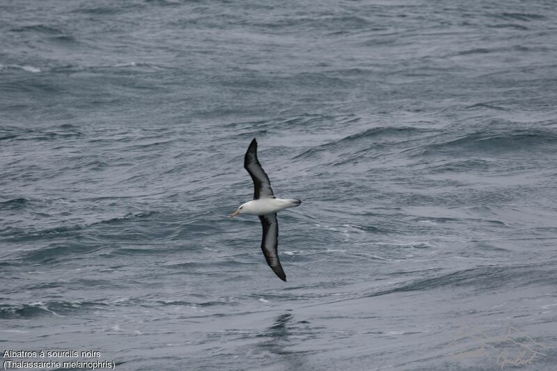 Albatros à sourcils noirs