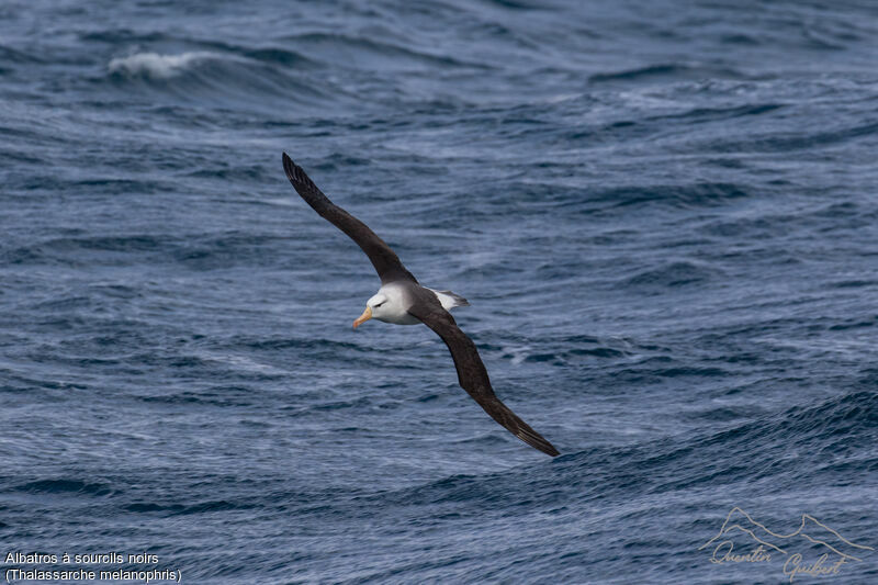 Albatros à sourcils noirs