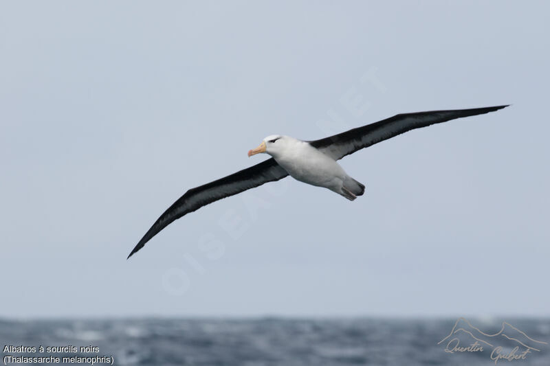 Black-browed Albatross