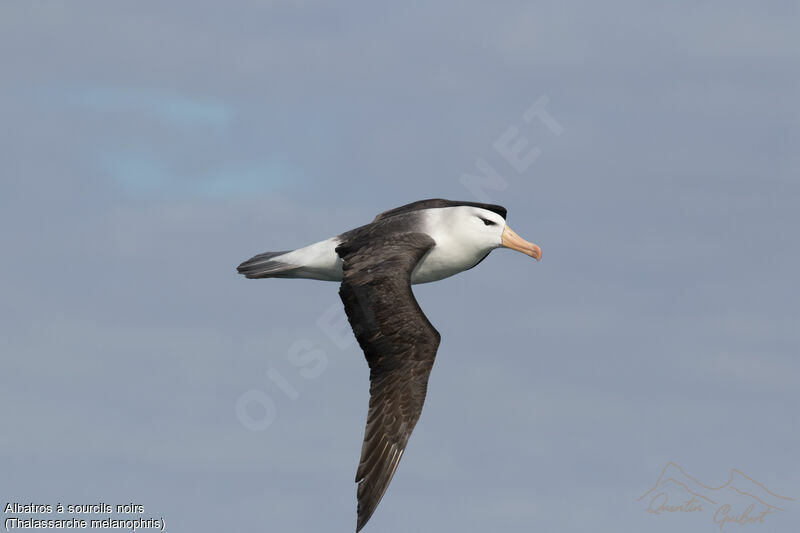 Albatros à sourcils noirs