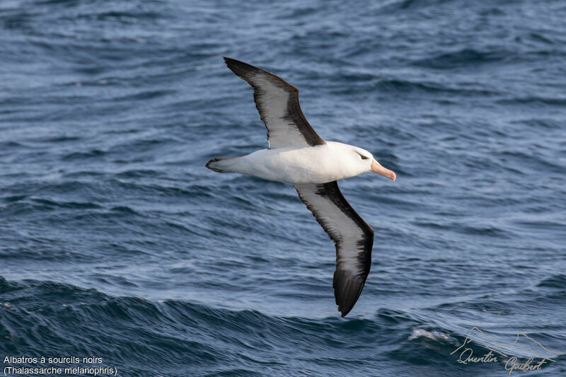 Albatros à sourcils noirs