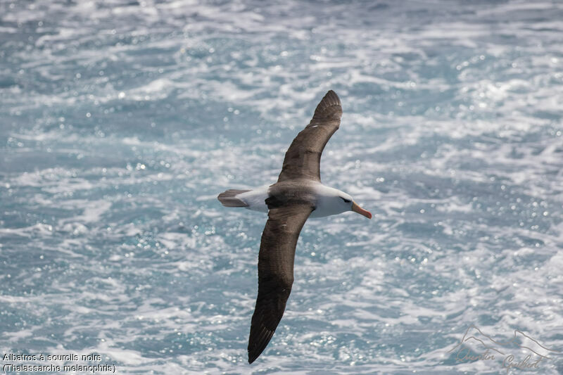 Albatros à sourcils noirs