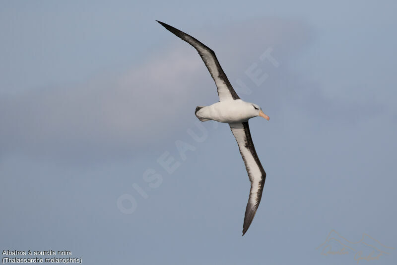 Albatros à sourcils noirs