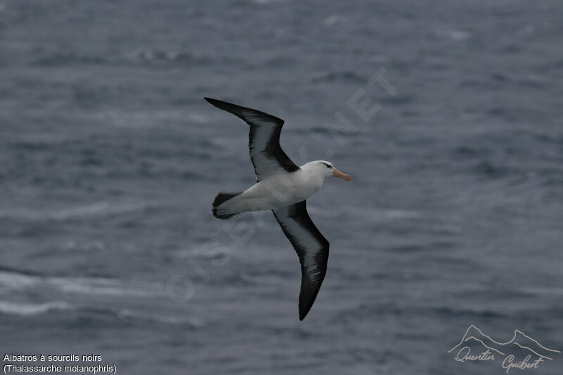 Black-browed Albatross