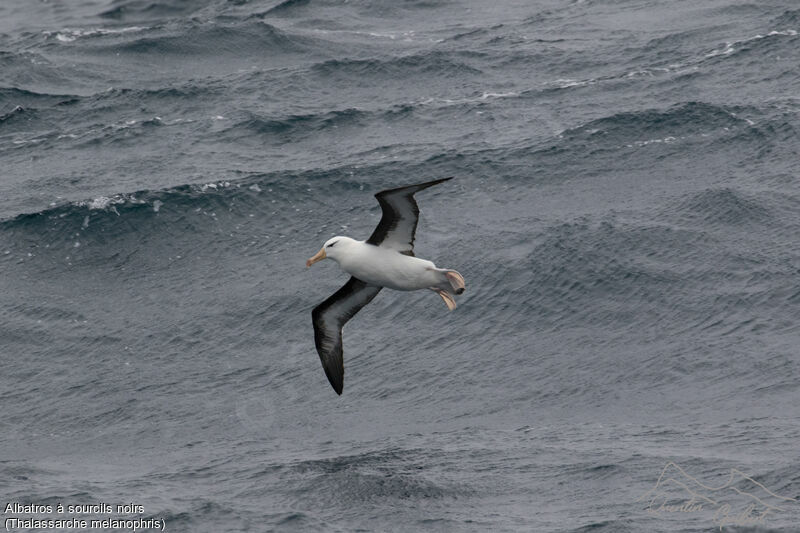 Albatros à sourcils noirs