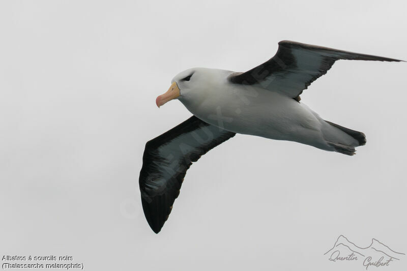 Black-browed Albatross