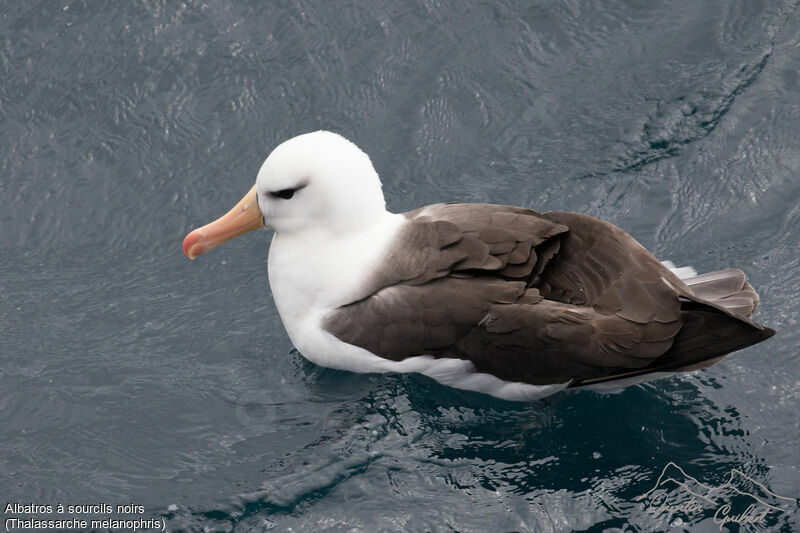 Albatros à sourcils noirs