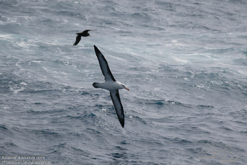 Albatros à sourcils noirs