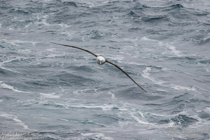 Albatros à sourcils noirs