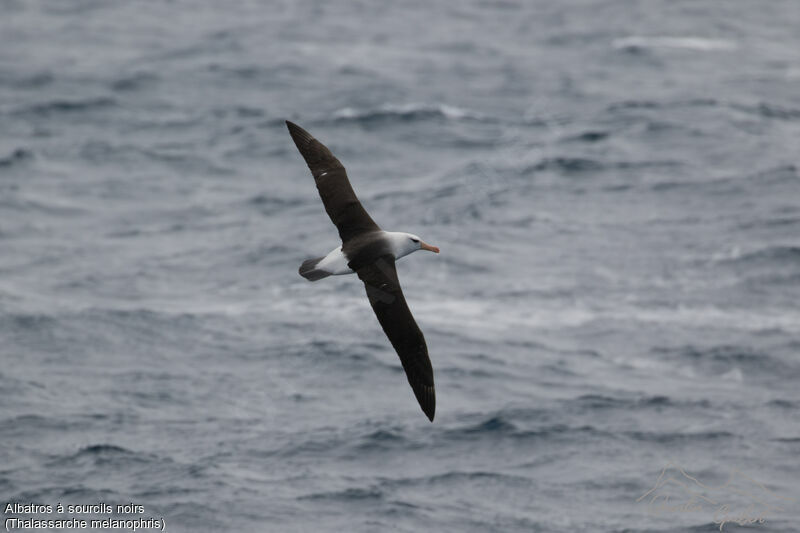 Albatros à sourcils noirs