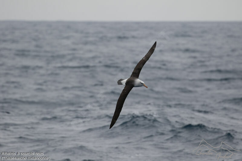 Black-browed Albatross