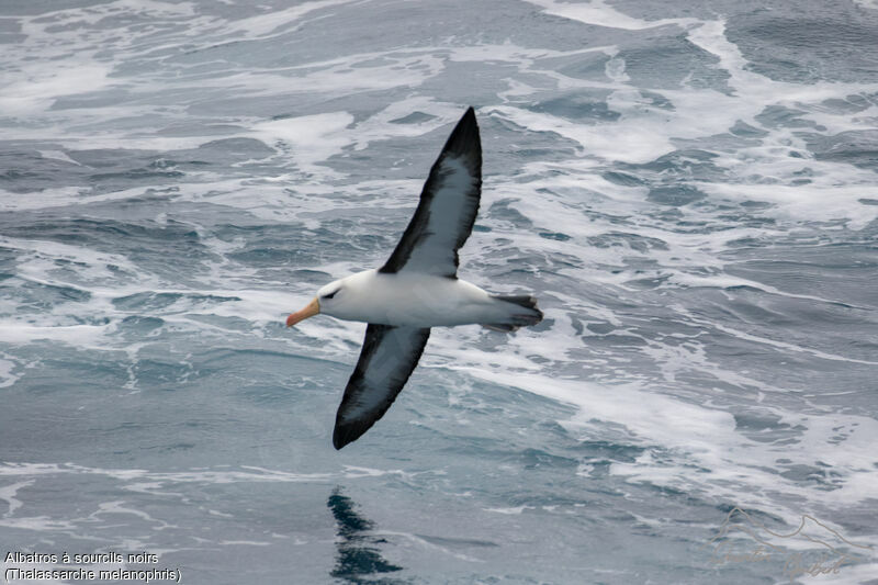 Albatros à sourcils noirs