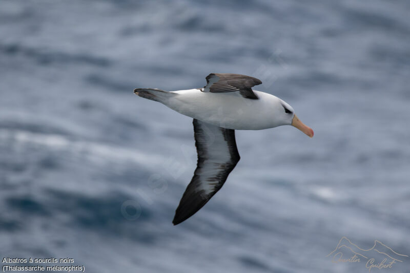 Albatros à sourcils noirs