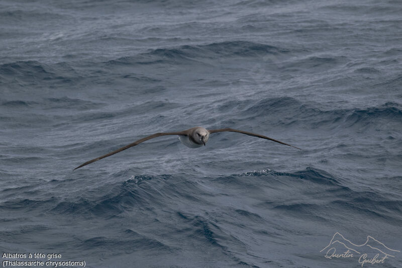 Grey-headed Albatross