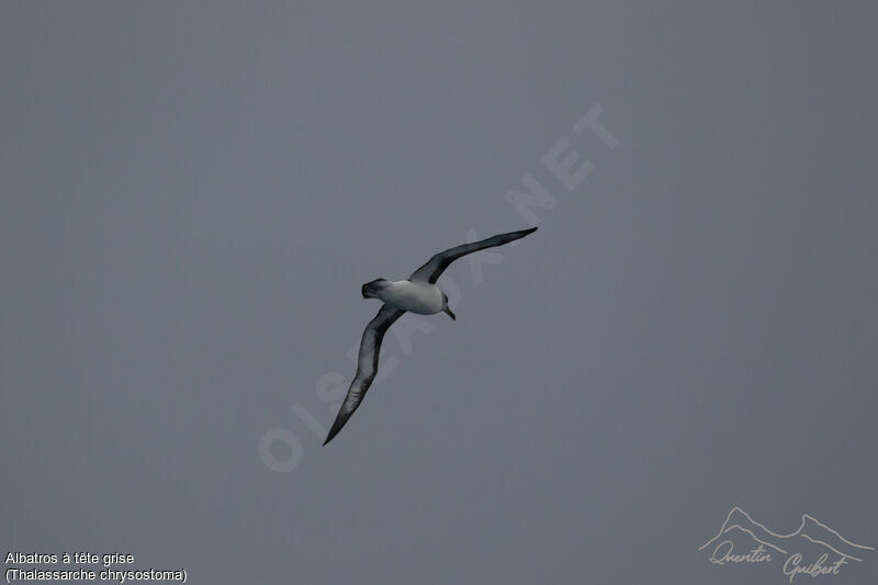 Grey-headed Albatross