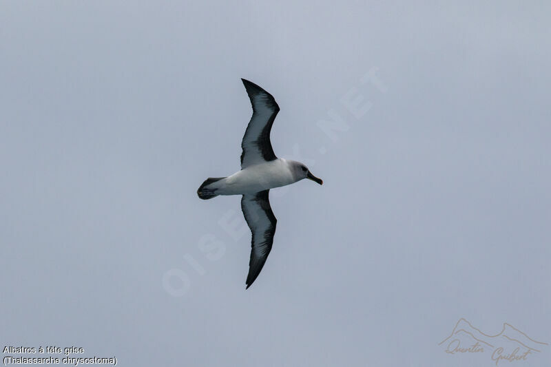 Albatros à tête grise