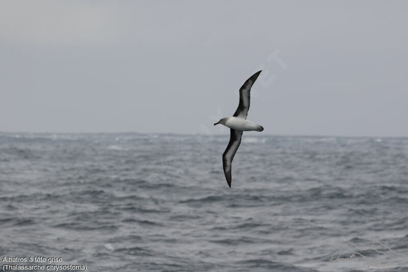 Albatros à tête grise