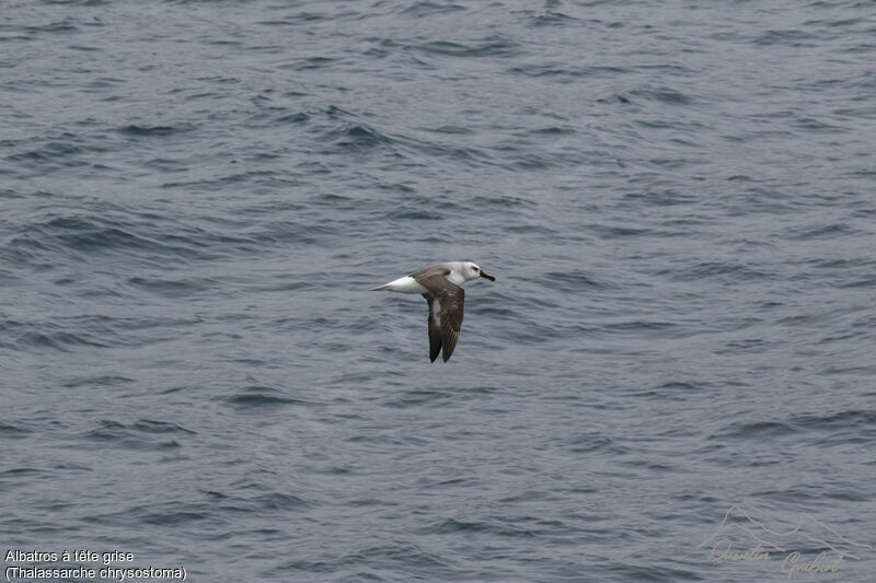 Grey-headed Albatross