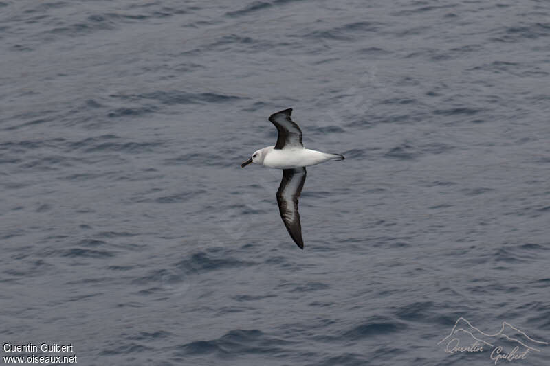 Albatros à tête grisesubadulte, pigmentation, Vol