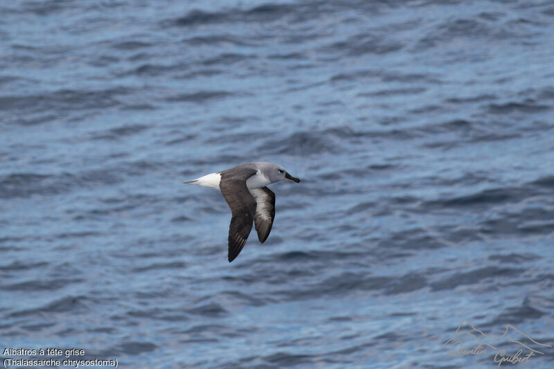 Albatros à tête grise