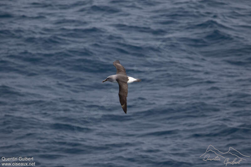 Albatros à tête griseadulte, pigmentation, Vol