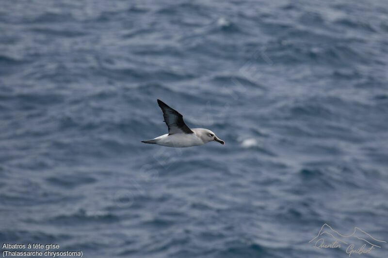 Grey-headed Albatross