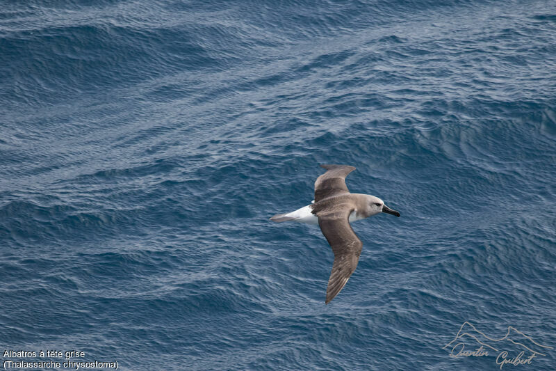 Grey-headed Albatross