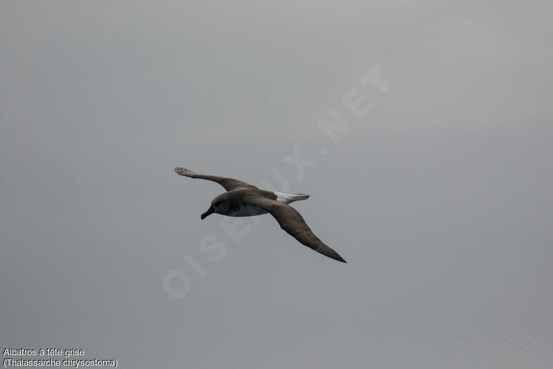 Grey-headed Albatross