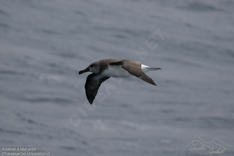 Albatros à tête grise